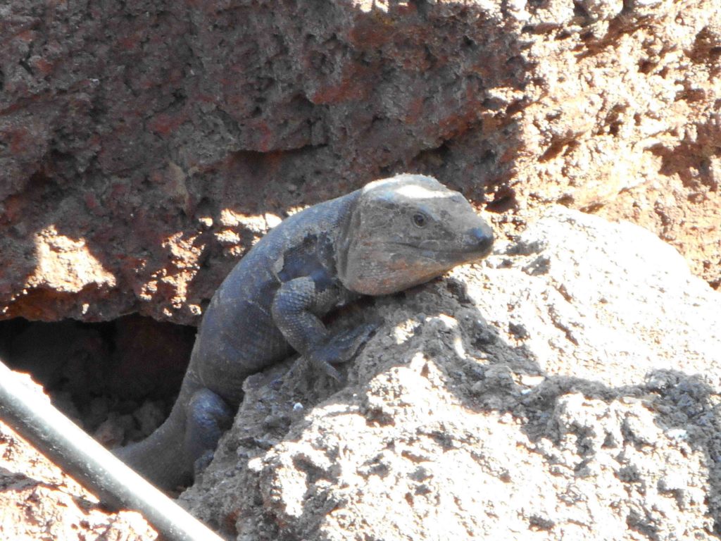 Diese Echse treffen wir beim grossen Strand von Las Canteras