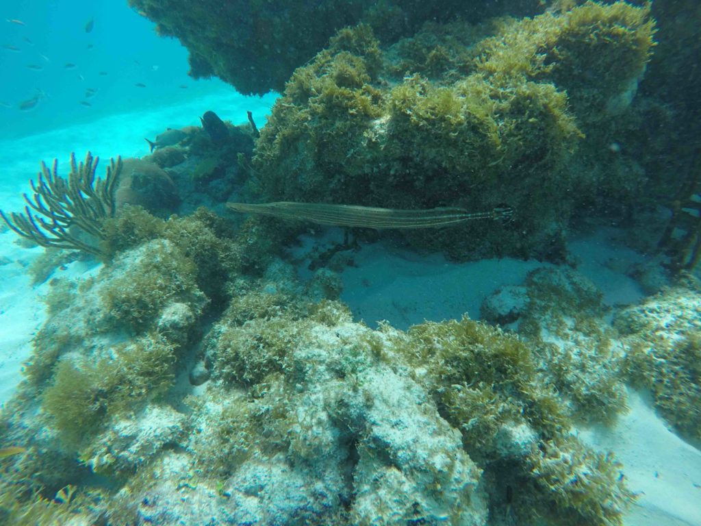 Bilder vom Schnorcheln in Tobago Cays, atlantischer Trompetenfisch
