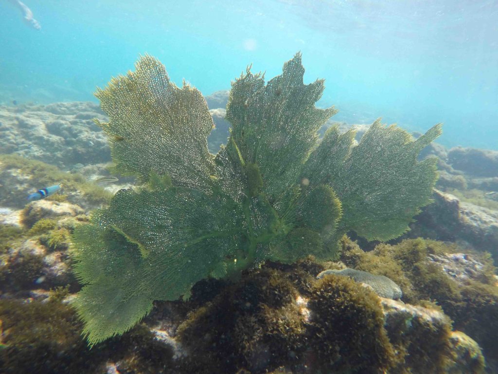 Unterwasserpflanze